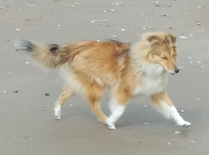 Hoshi 5.5 maanden op het strand