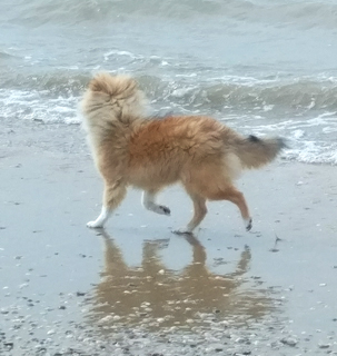 Hoshi 5.5 maanden op het strand