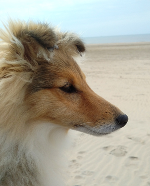 Hoshi 5.5 maanden op het strand