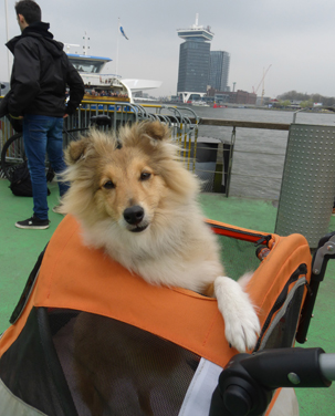 Hoshi in Amsterdam 6 maanden oud