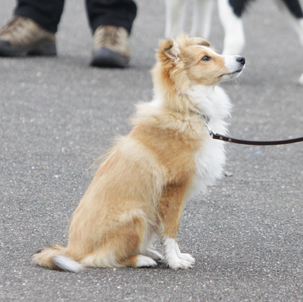 Nyota 5 months at puppyclass