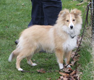 Nyota 5 months at puppyclass