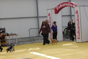 Nyota 5,5 months at show in Hazerswoude