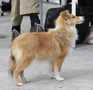 Nyota 5,5 months at show in Hazerswoude