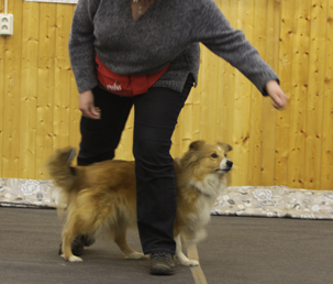 DogDance 2014