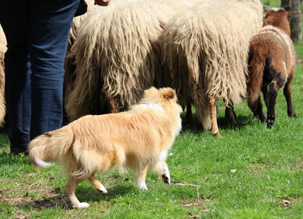 Schapensnuffelen, April 2014