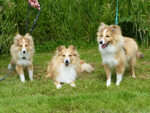 NSV Jonge Honden dag 2016