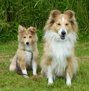 NSV Jonge Honden dag 2016