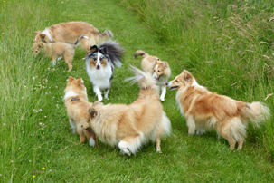 NSV Jonge Honden dag 2016