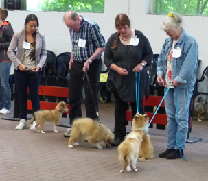 NSV Jonge Honden dag 2016