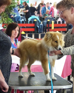 NSV Jonge Honden dag 2016