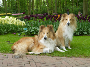 Keukenhof met Petra Mei 2016