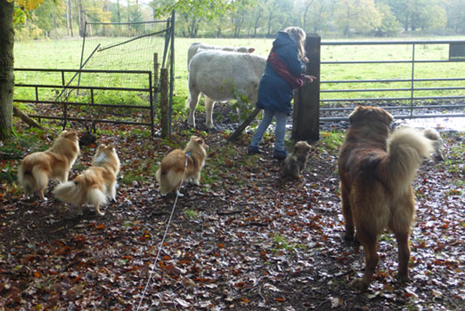 Lage Vuursche met Lia 2019