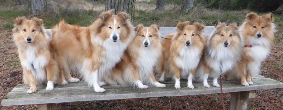 NSV Wandeling met Feije en Hoshi 11-01-2020