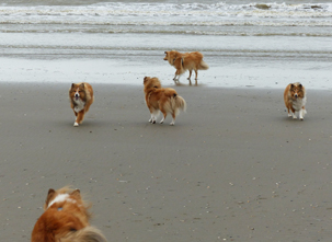 Strand Wijk aan Zee 27-10-2021