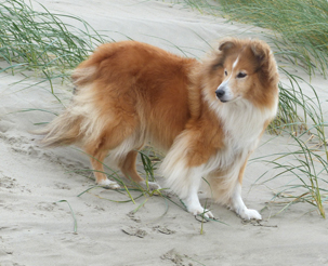 Strand Wijk aan Zee 27-10-2021