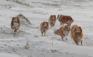 Strand Wijk aan Zee 27-10-2021