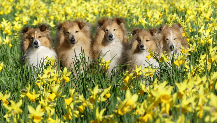 Lentefoto 15-03-2026