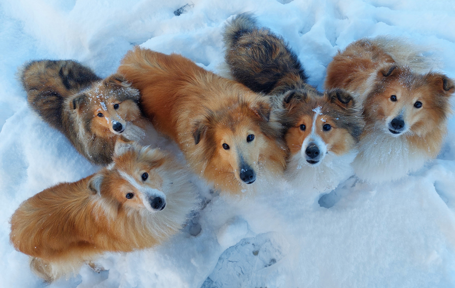 Sneeuwfoto Januari 2026