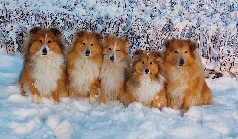 Sneeuwfoto Januari 2026